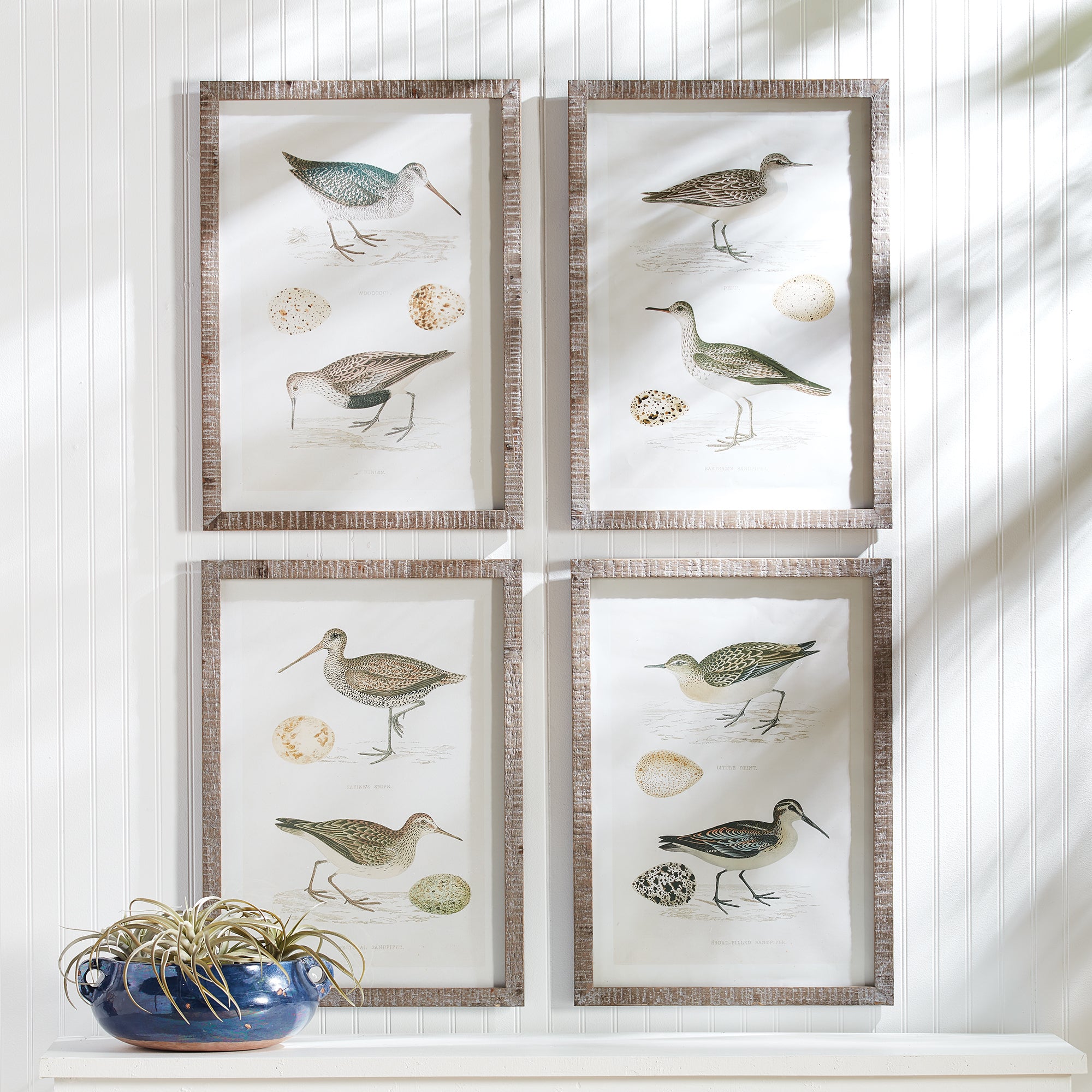 Coastie Birds Study, Set of 4