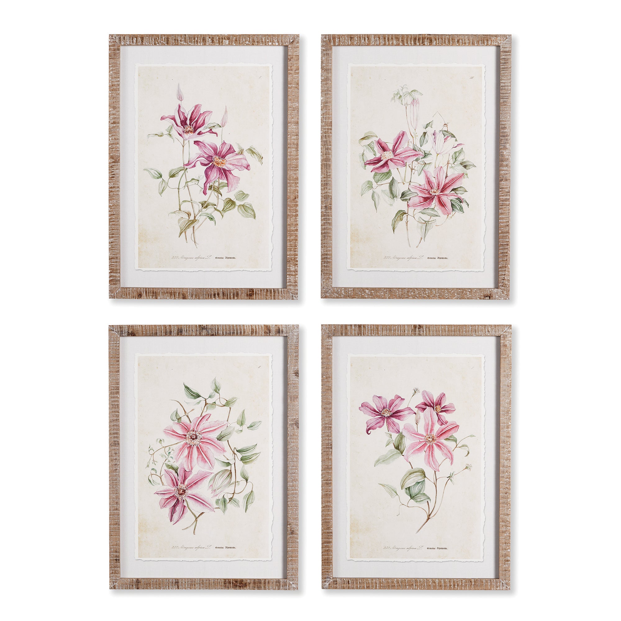 Pink Botanical Prints, Set of 4