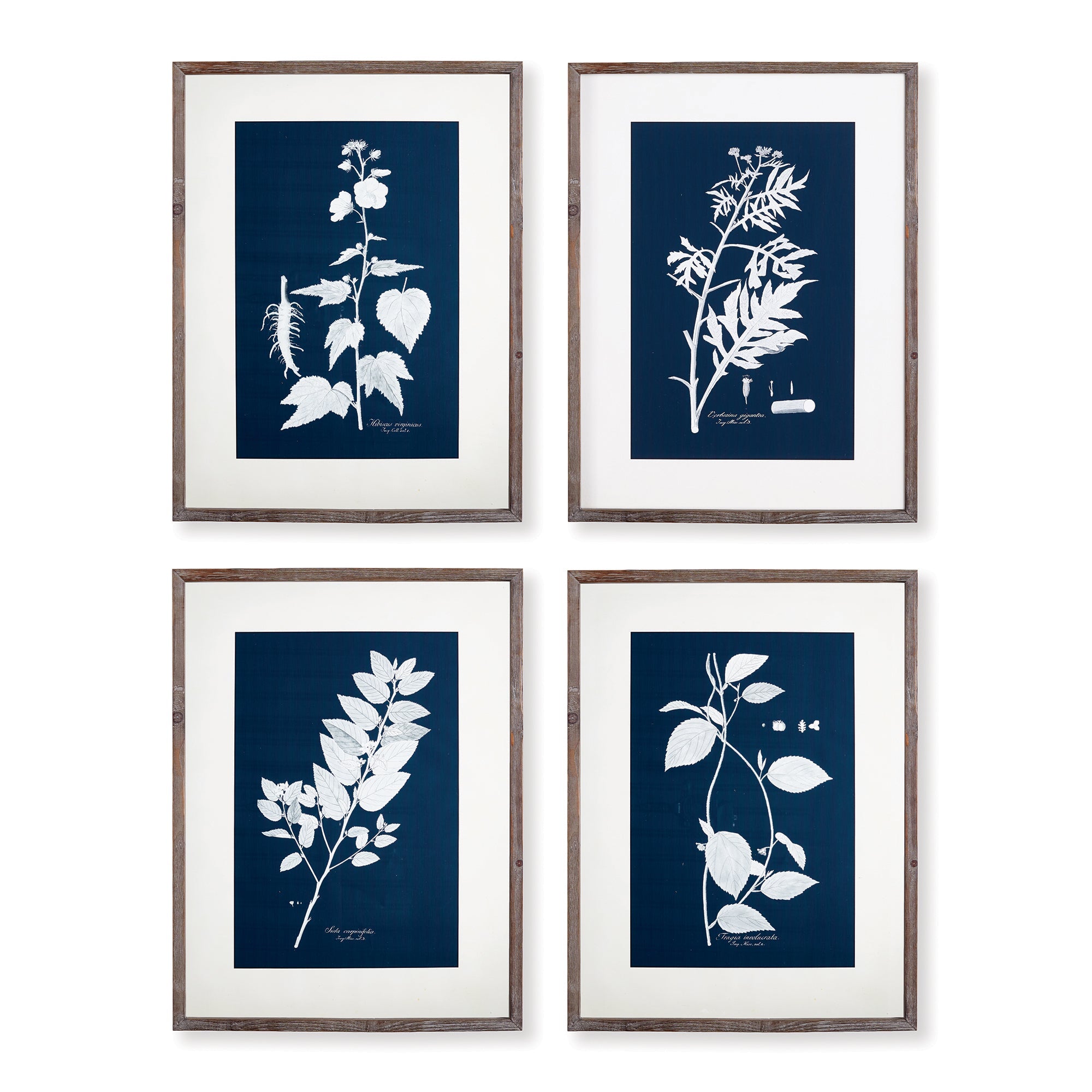 Cyanora Botanica Leaf Study, Set of 4