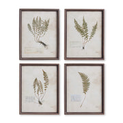 Petite Fern Prints, Set of 4