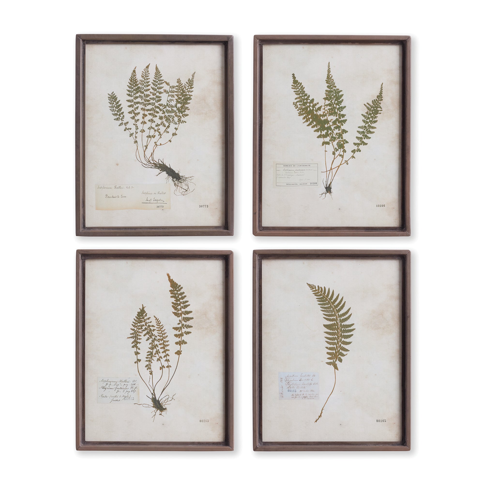 Petite Fern Prints, Set of 4
