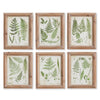Frondy Study Petite, Set of 6