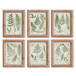 Frondy Study Petite, Set of 6