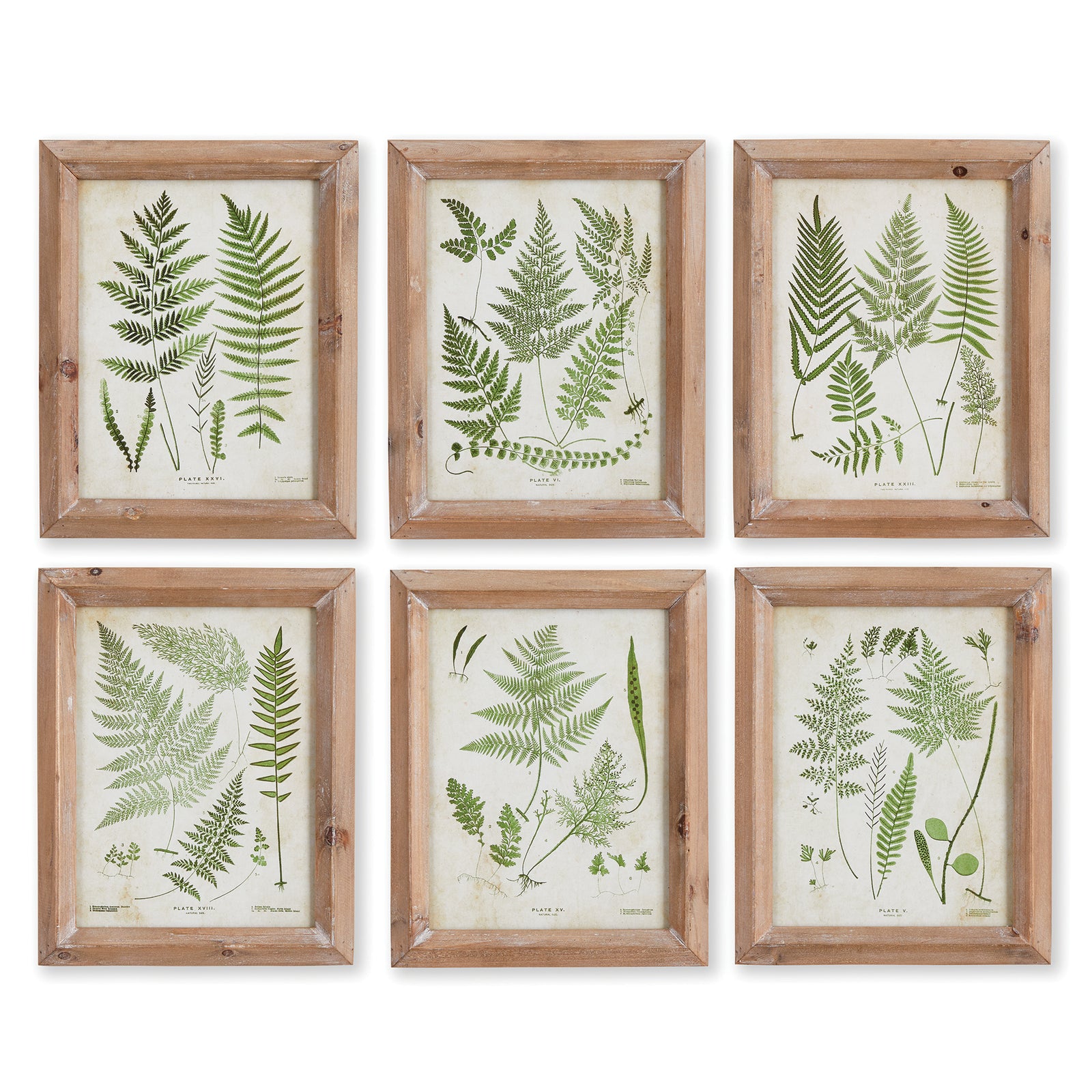 Frondy Study Petite, Set of 6