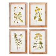 Gold Wildflower Study, Set of 4