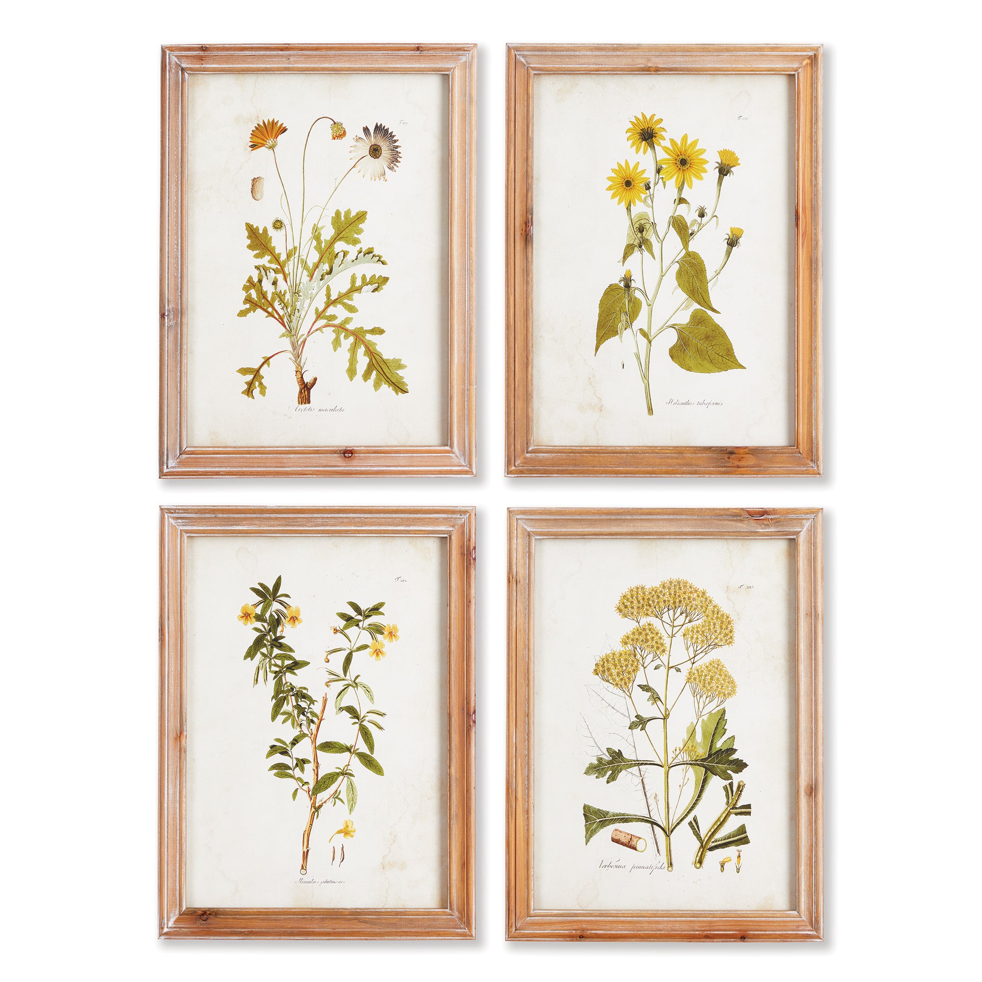 Gold Wildflower Study, Set of 4