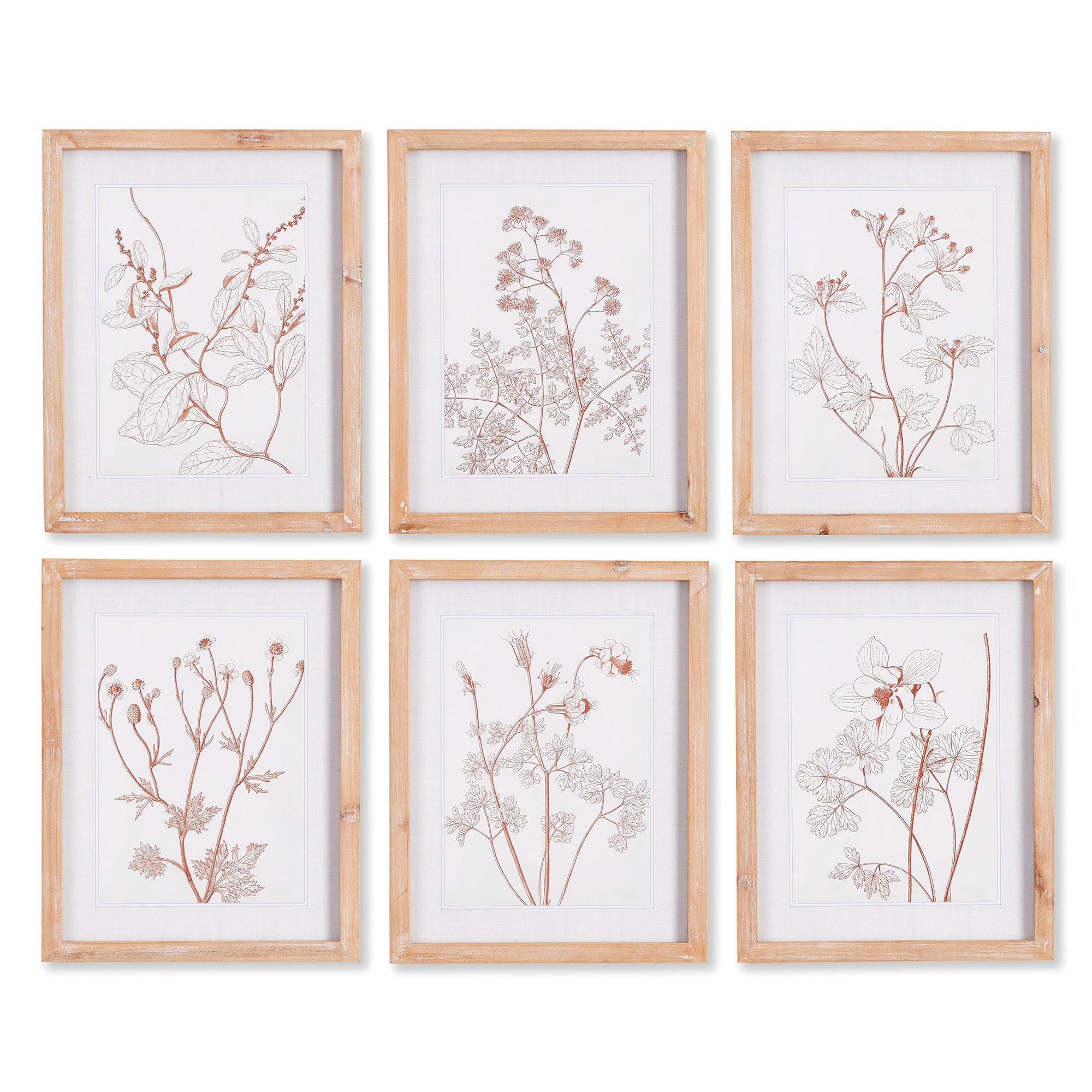 Blush Botanical Prints, Set of 6