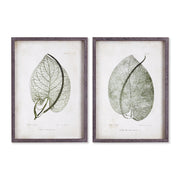 Botanical Leaf Study, Set of 2