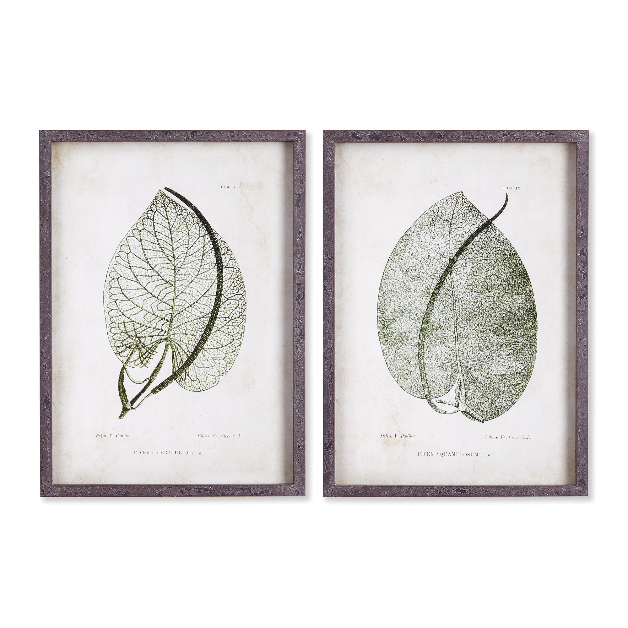 Botanical Leaf Study, Set of 2