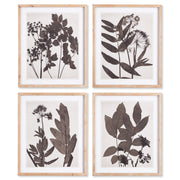 Pressed Botanical Prints, Set of 4