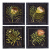 Protea Royale Petite Prints, Set of 4
