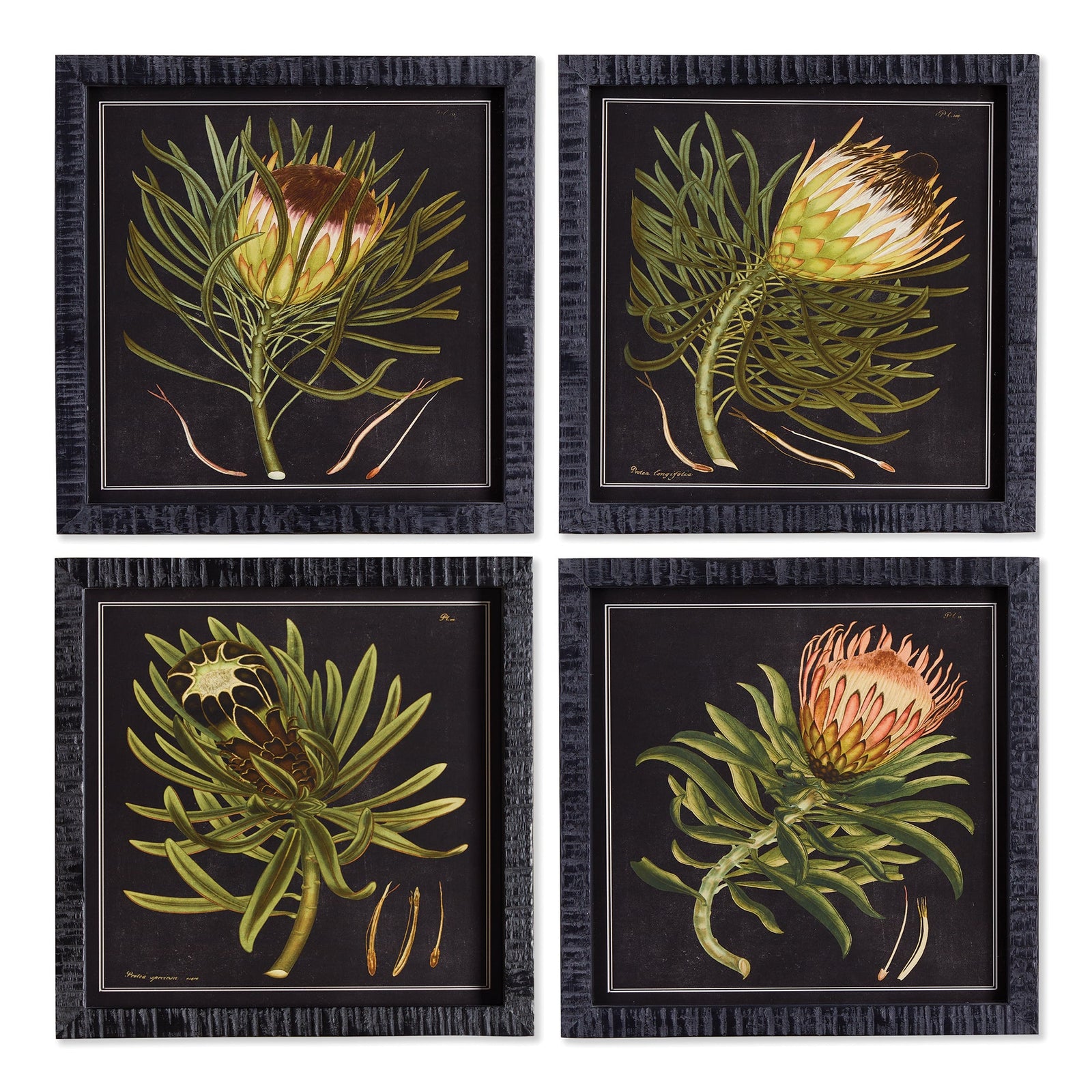 Protea Royale Petite Prints, Set of 4