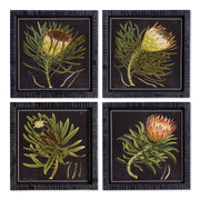 Protea Royale Petite Prints, Set of 4