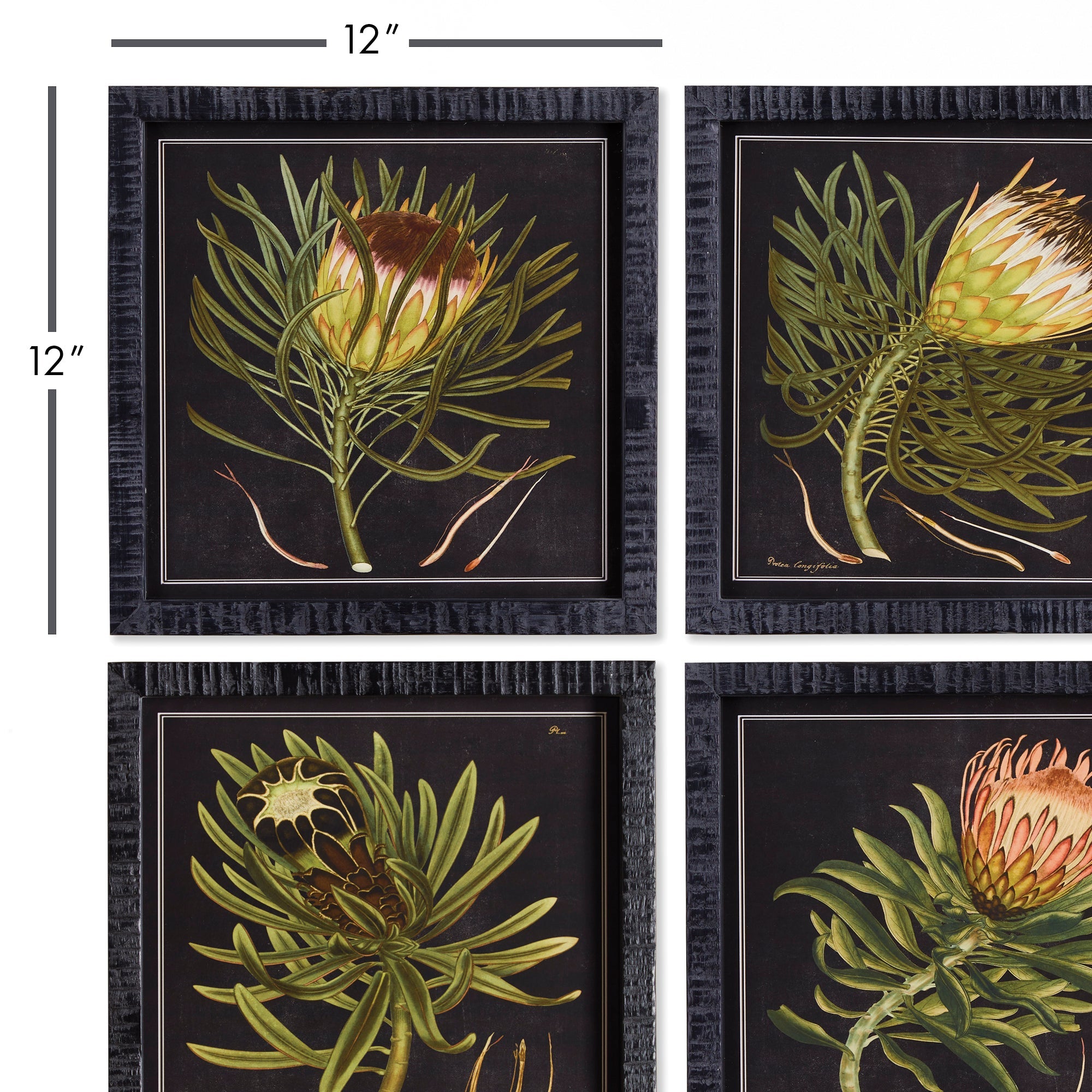 Protea Royale Petite Prints, Set of 4