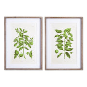 Guava Fruit Prints, Set of 2