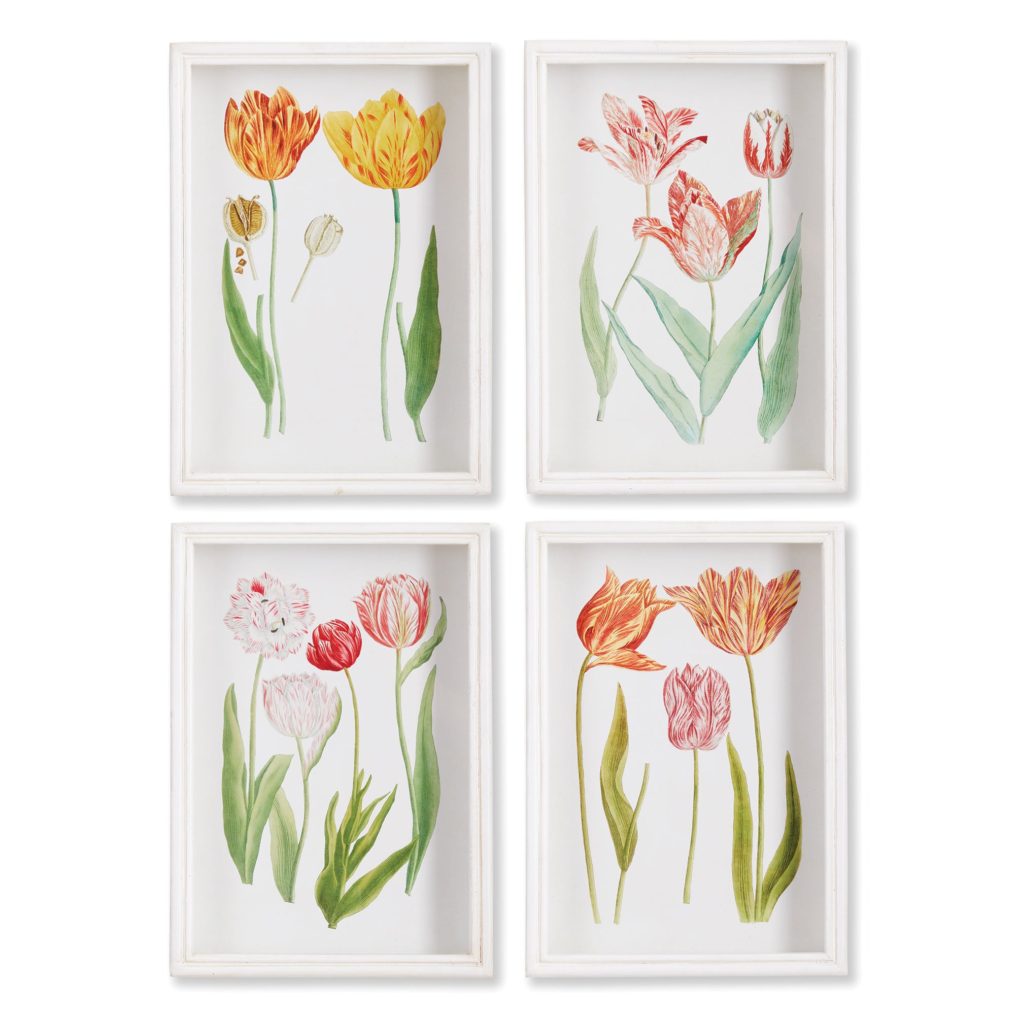 Tulip Flora Prints, Set of 4