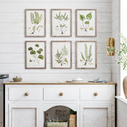 Camella Garden Prints Set of 6
