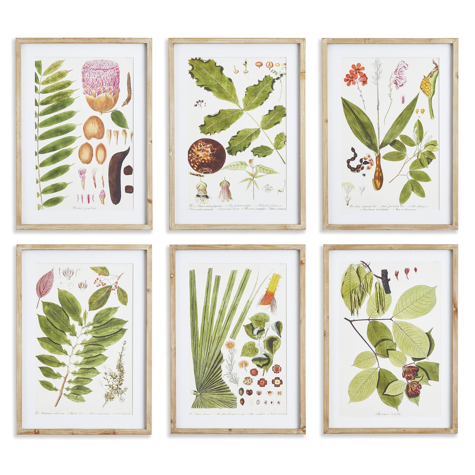Leafy Botanical Study, Set of 6