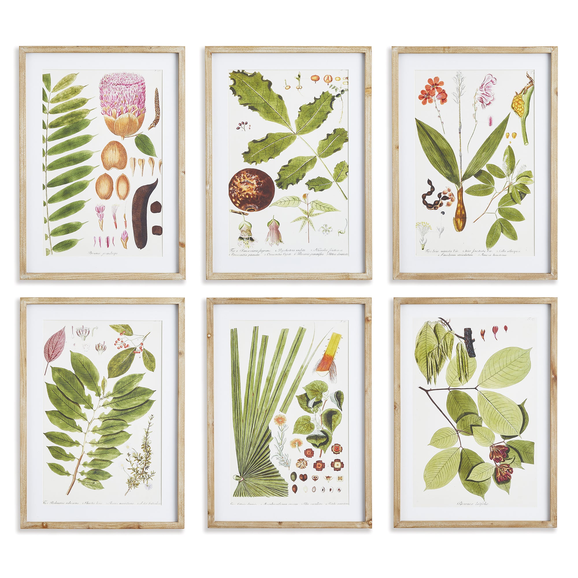 Leafy Botanical Study, Set of 6