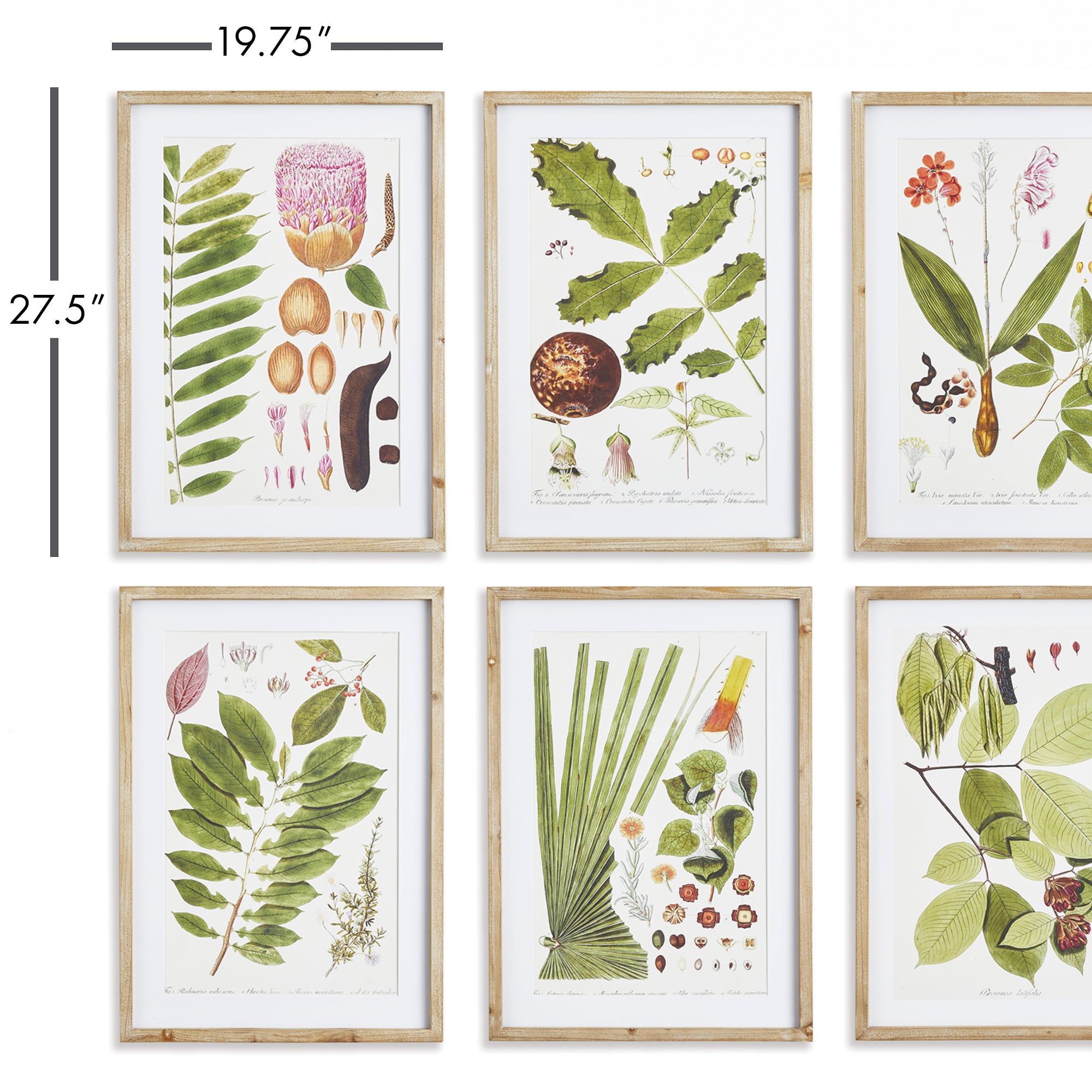 Leafy Botanical Study, Set of 6