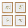 Avian Chest Study Petite, Set of 4