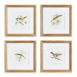 Avian Chest Study Petite, Set of 4
