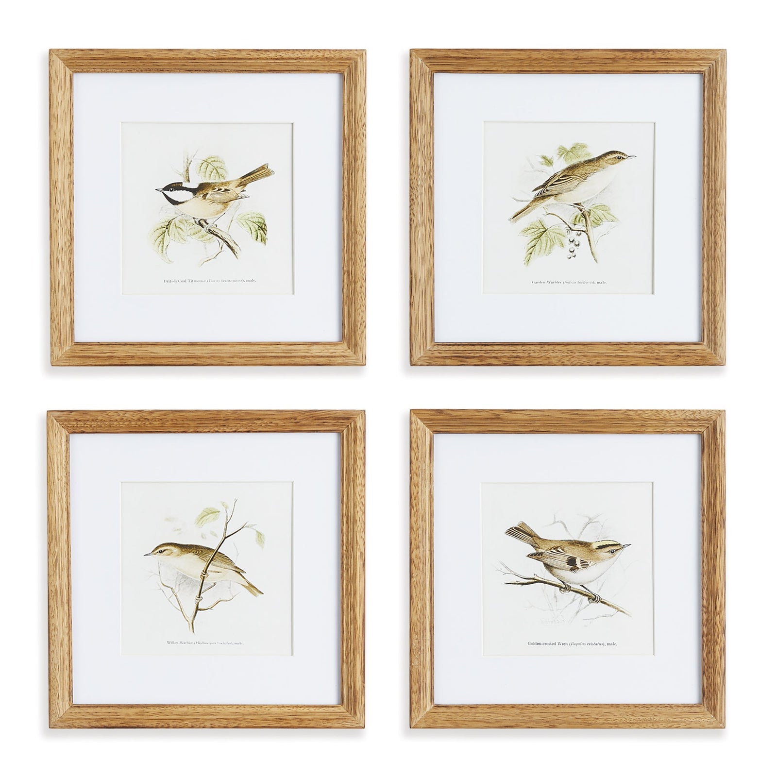 Avian Chest Study Petite, Set of 4
