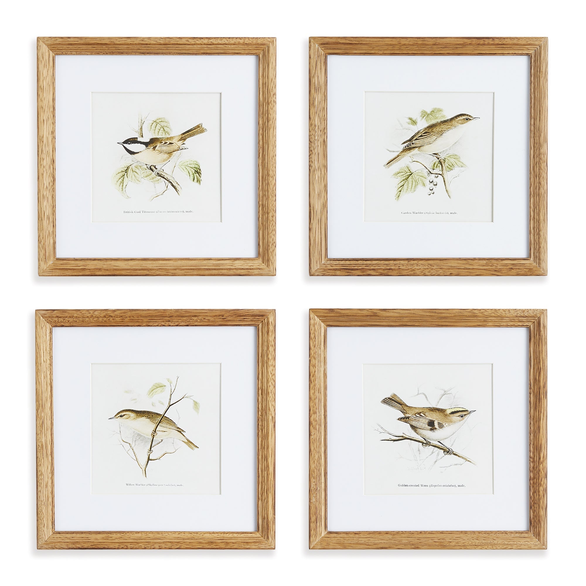 Avian Chest Study Petite, Set of 4