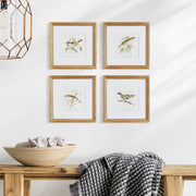 Avian Chest Study Petite, Set of 4