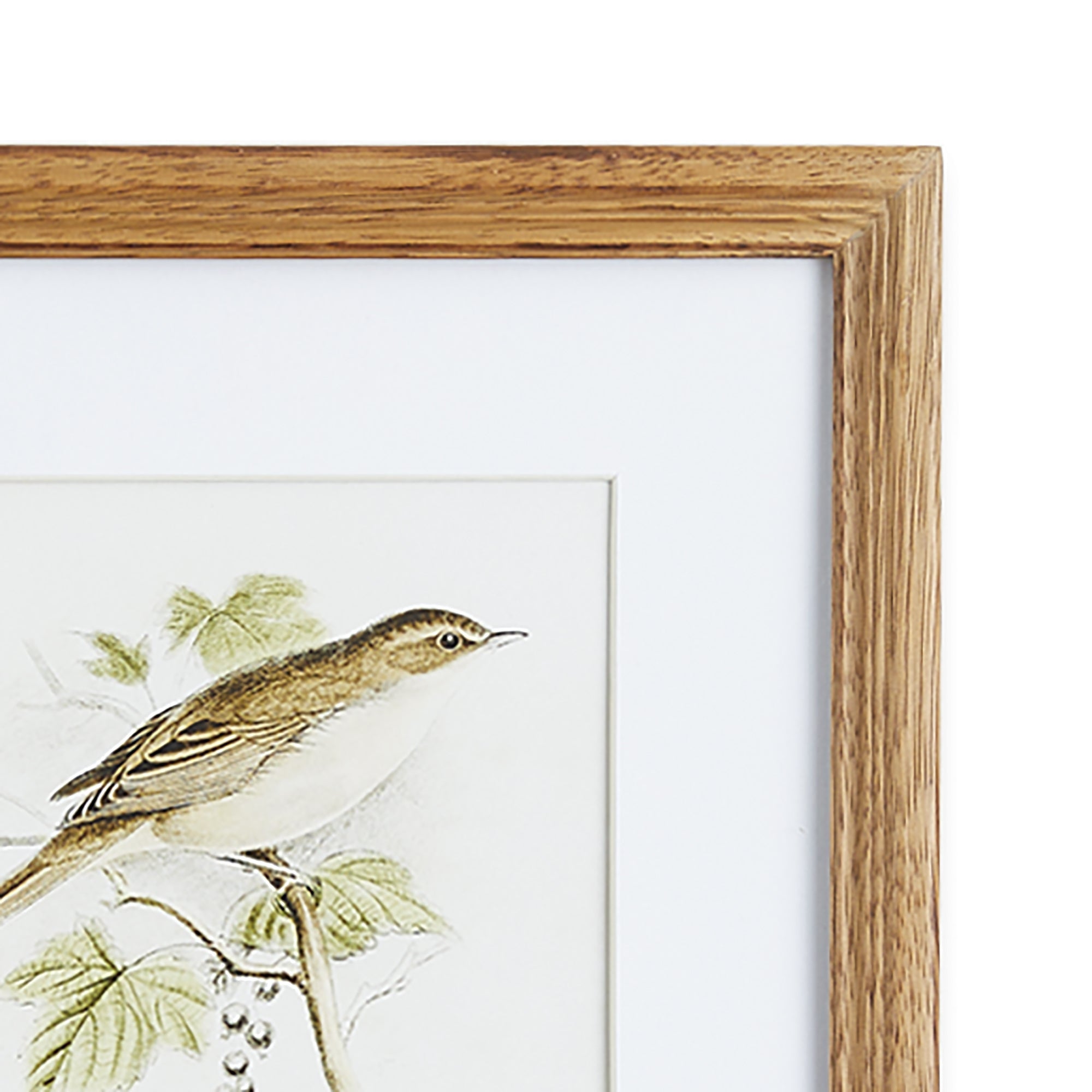 Avian Chest Study Petite, Set of 4