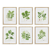 Tree Leaves Study, Set of 6