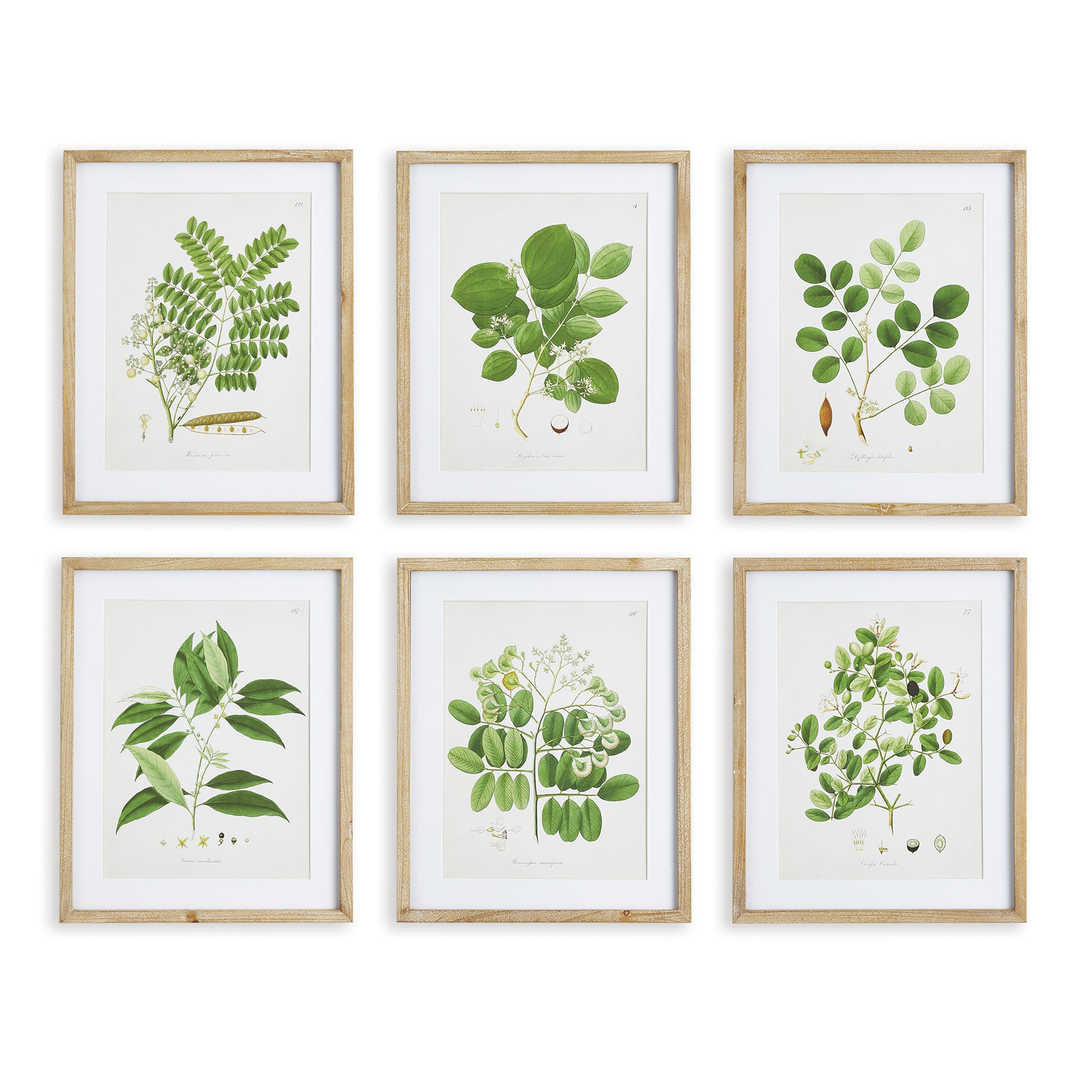Tree Leaves Study, Set of 6