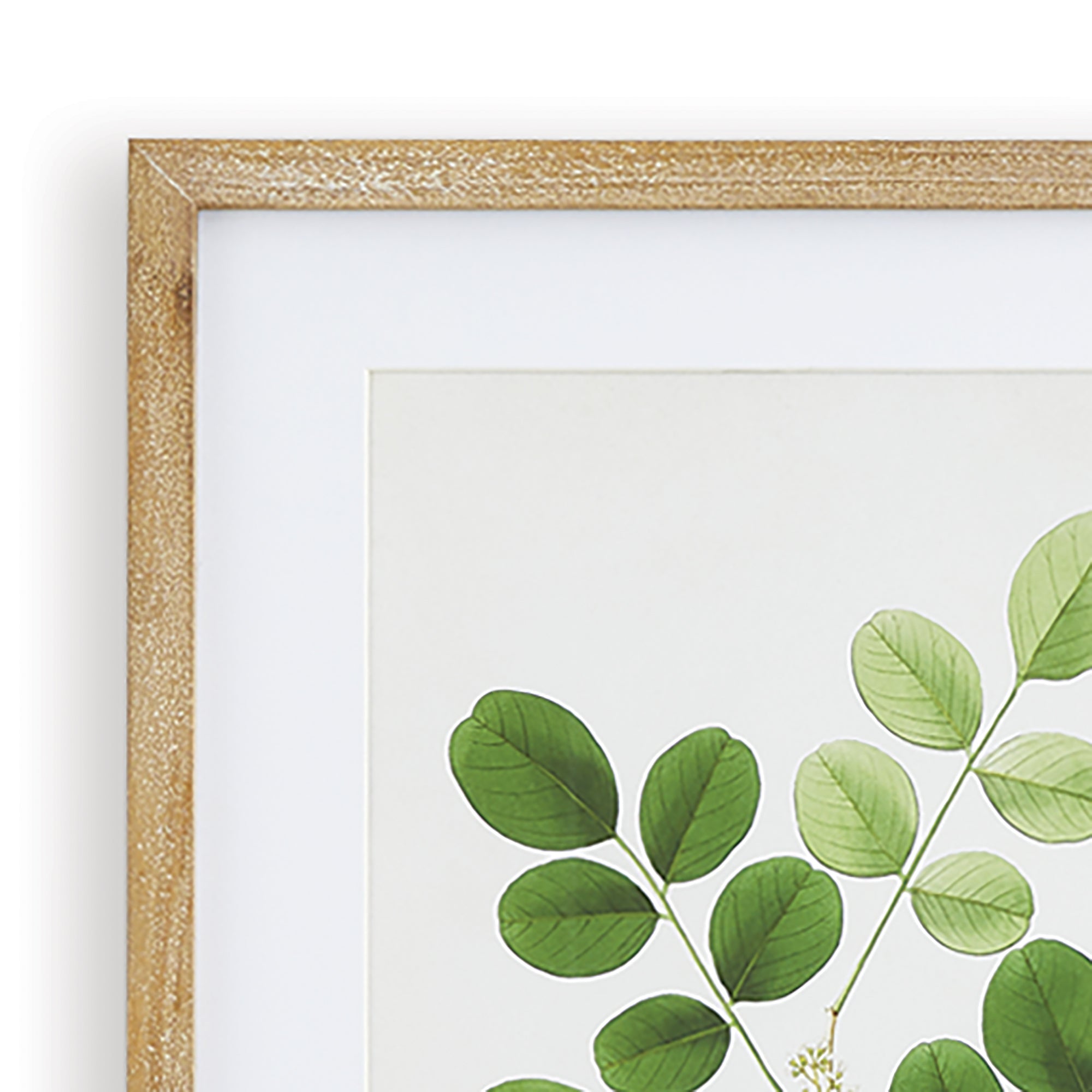 Tree Leaves Study, Set of 6