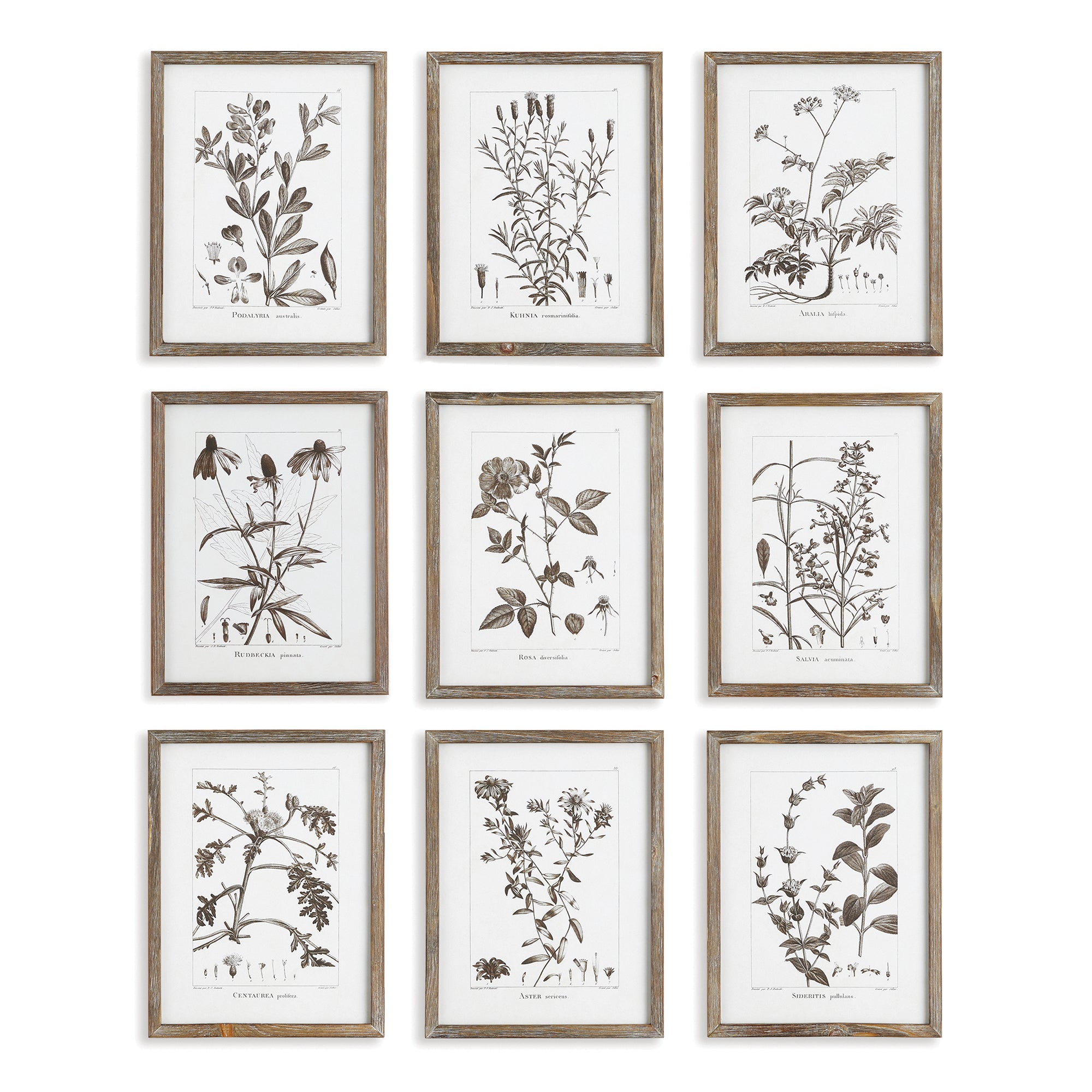 Sepia Foliage Study, Set of 9