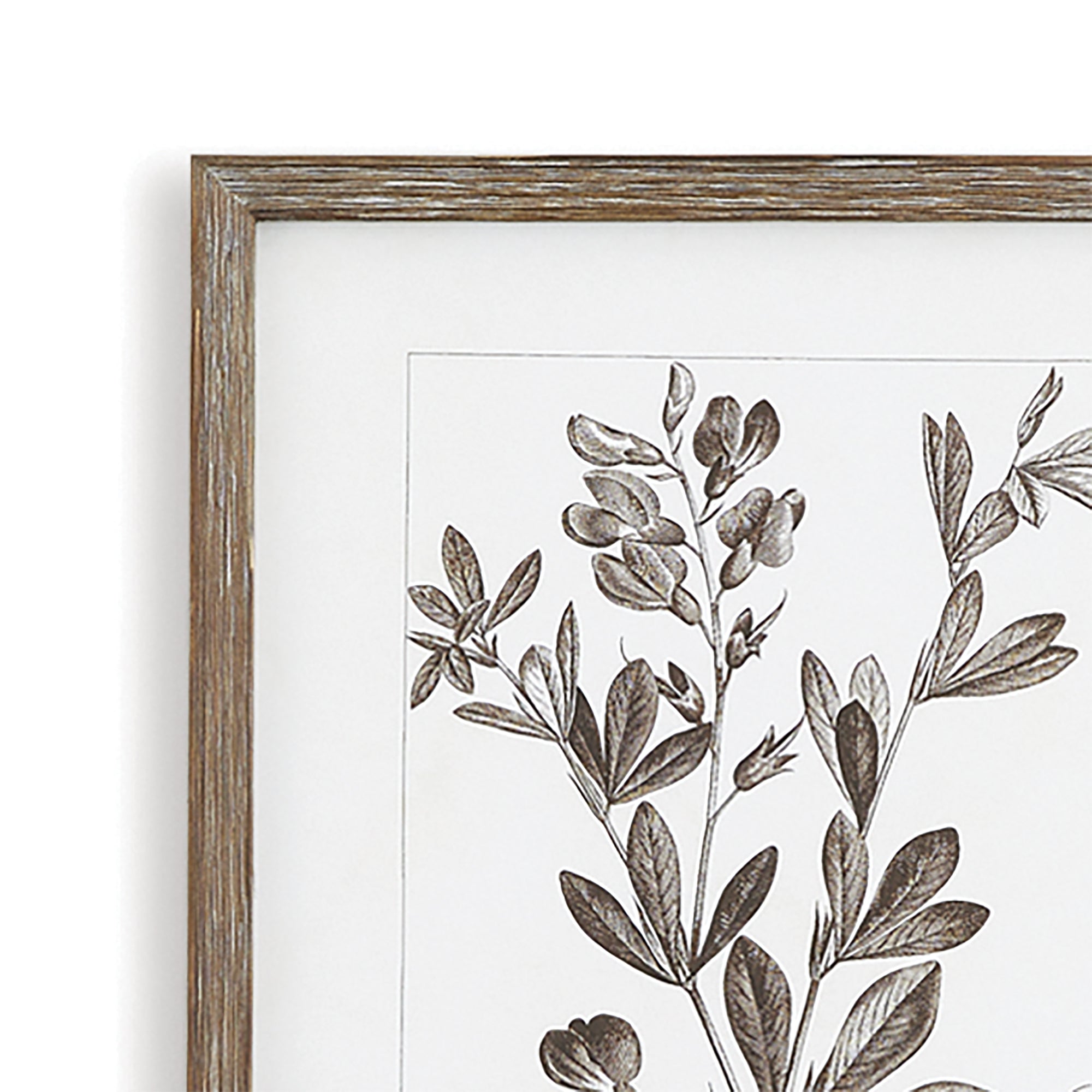 Sepia Foliage Study, Set of 9