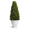 Evergreen Cone Topiary in Pot