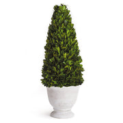 Evergreen Cone Topiary in Pot