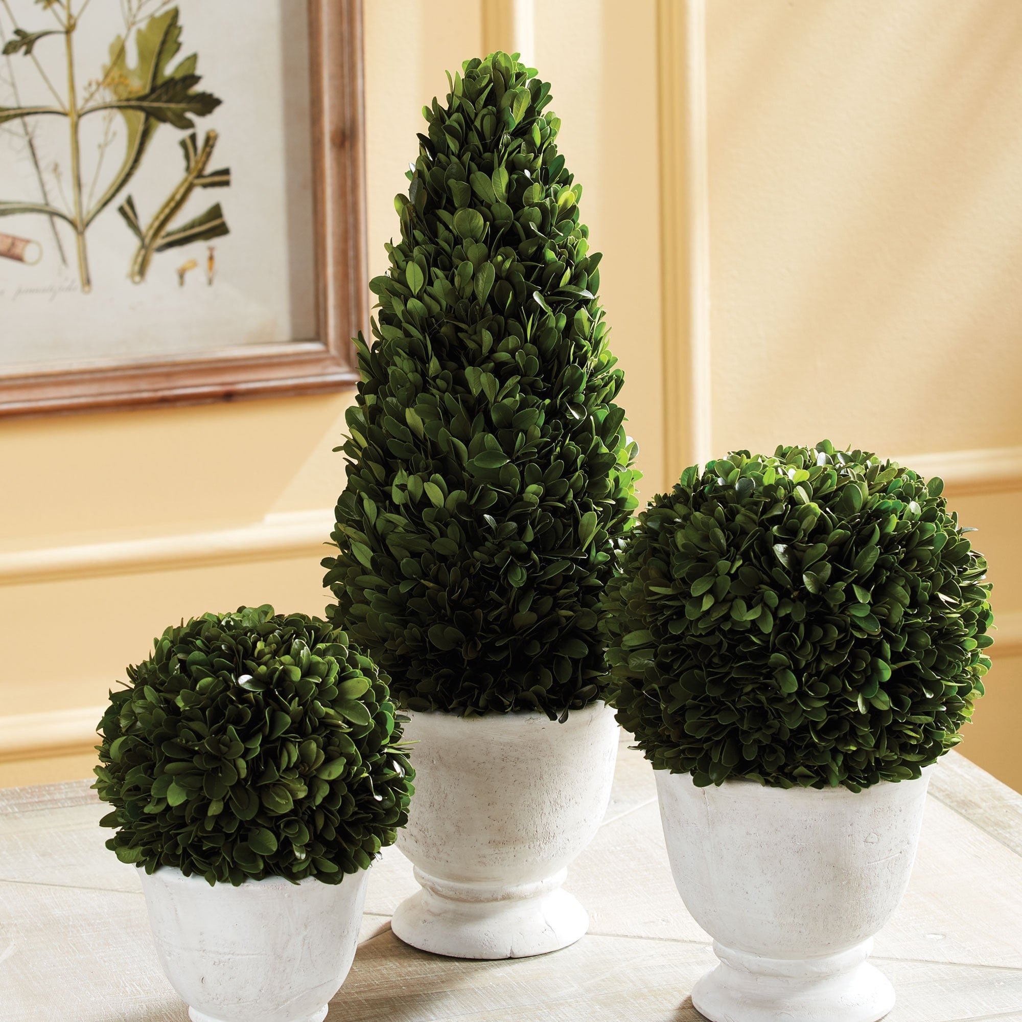 Evergreen Cone Topiary in Pot