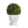 Evergreen Ball Topiary in Pot