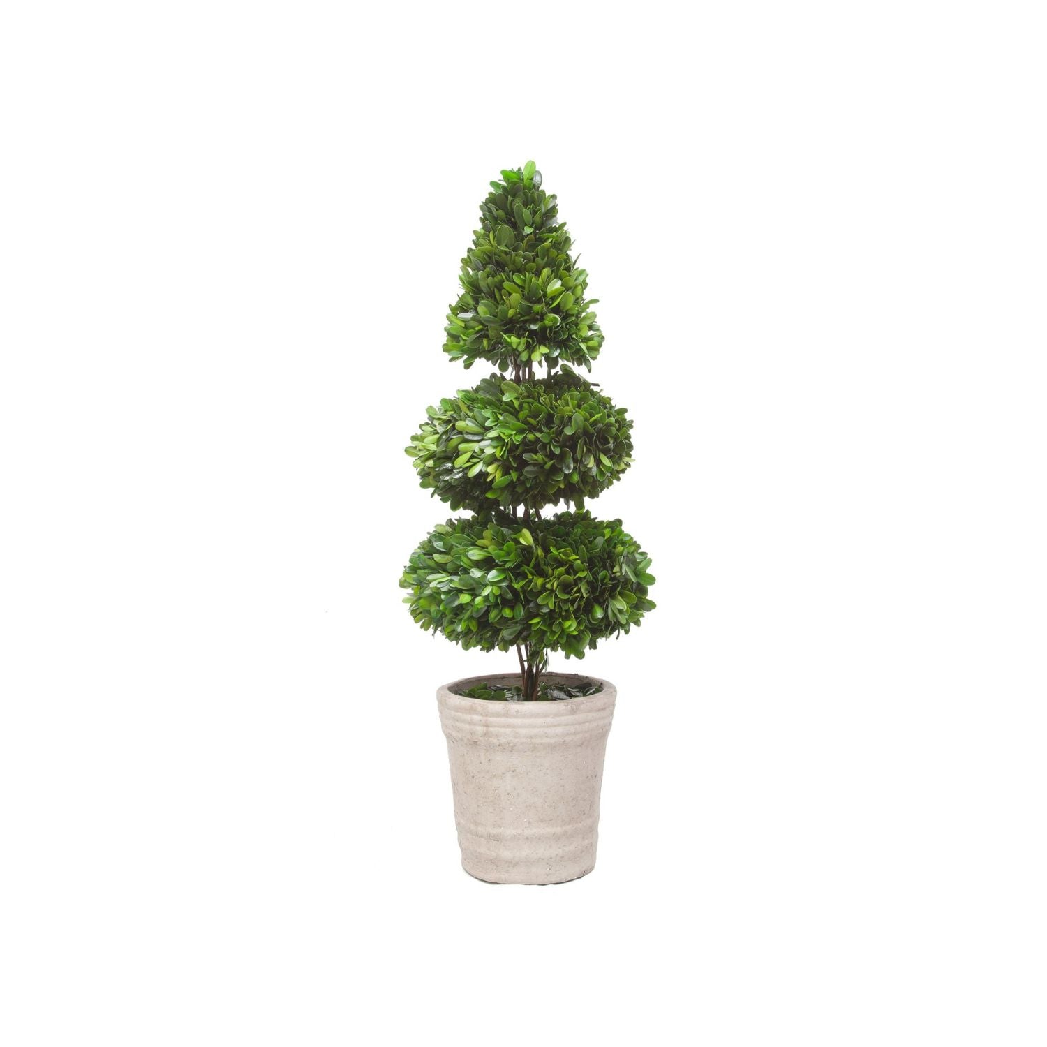 RODEO BOXWOOD TOPIARY 28'' (GREEN)