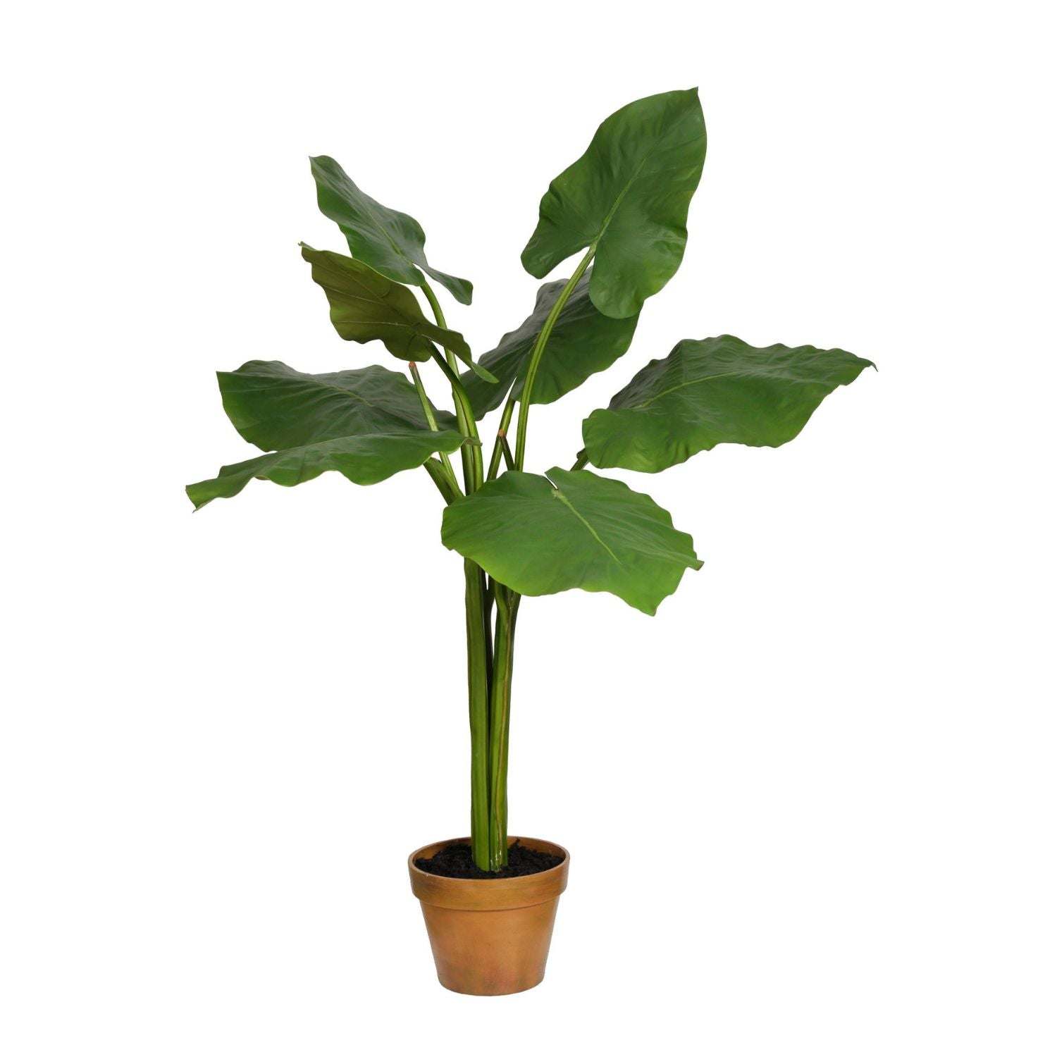 LEAF ALOCASIA TREE 57'' (GREEN)