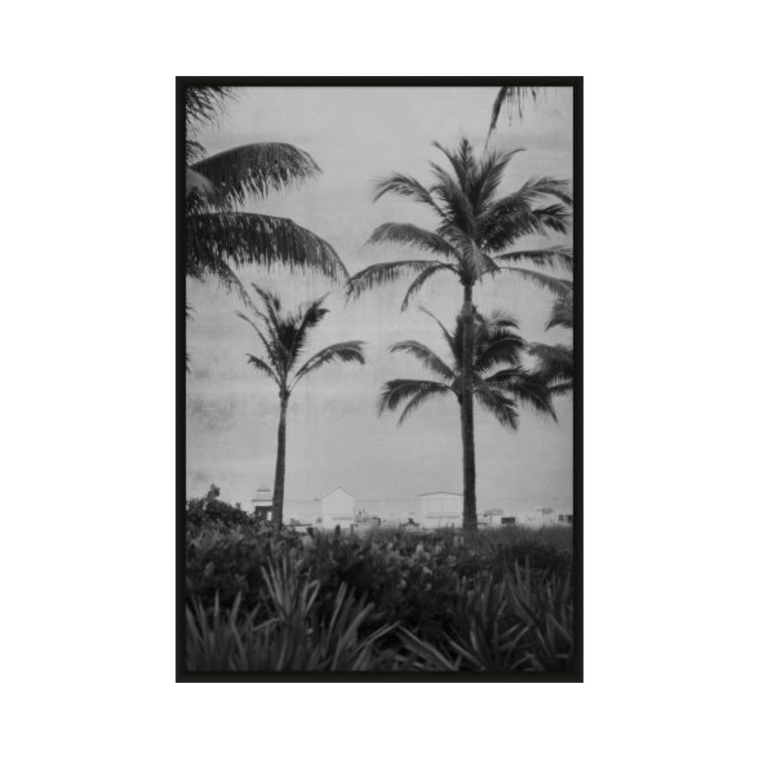 Silver Palm Symphony 1