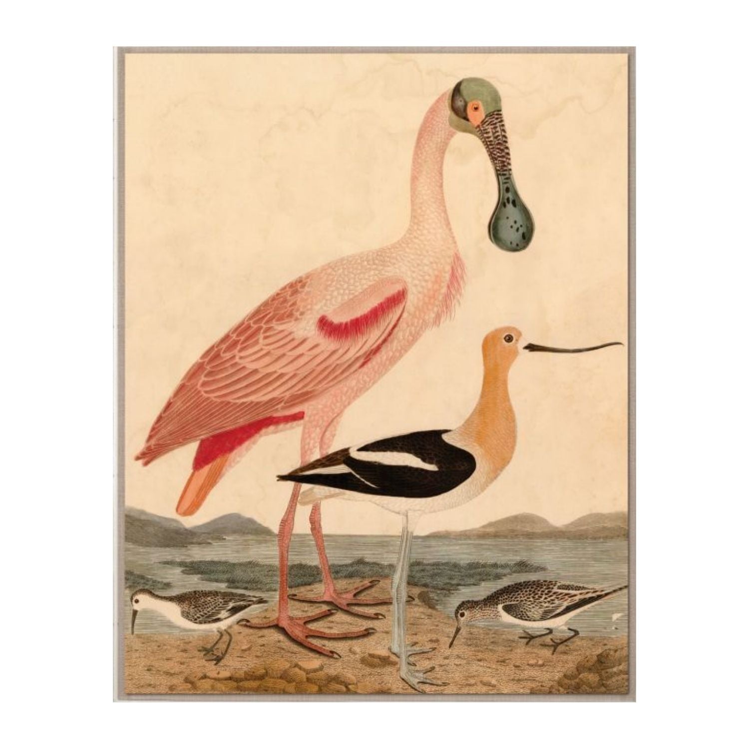 Warnicke Spoonbill