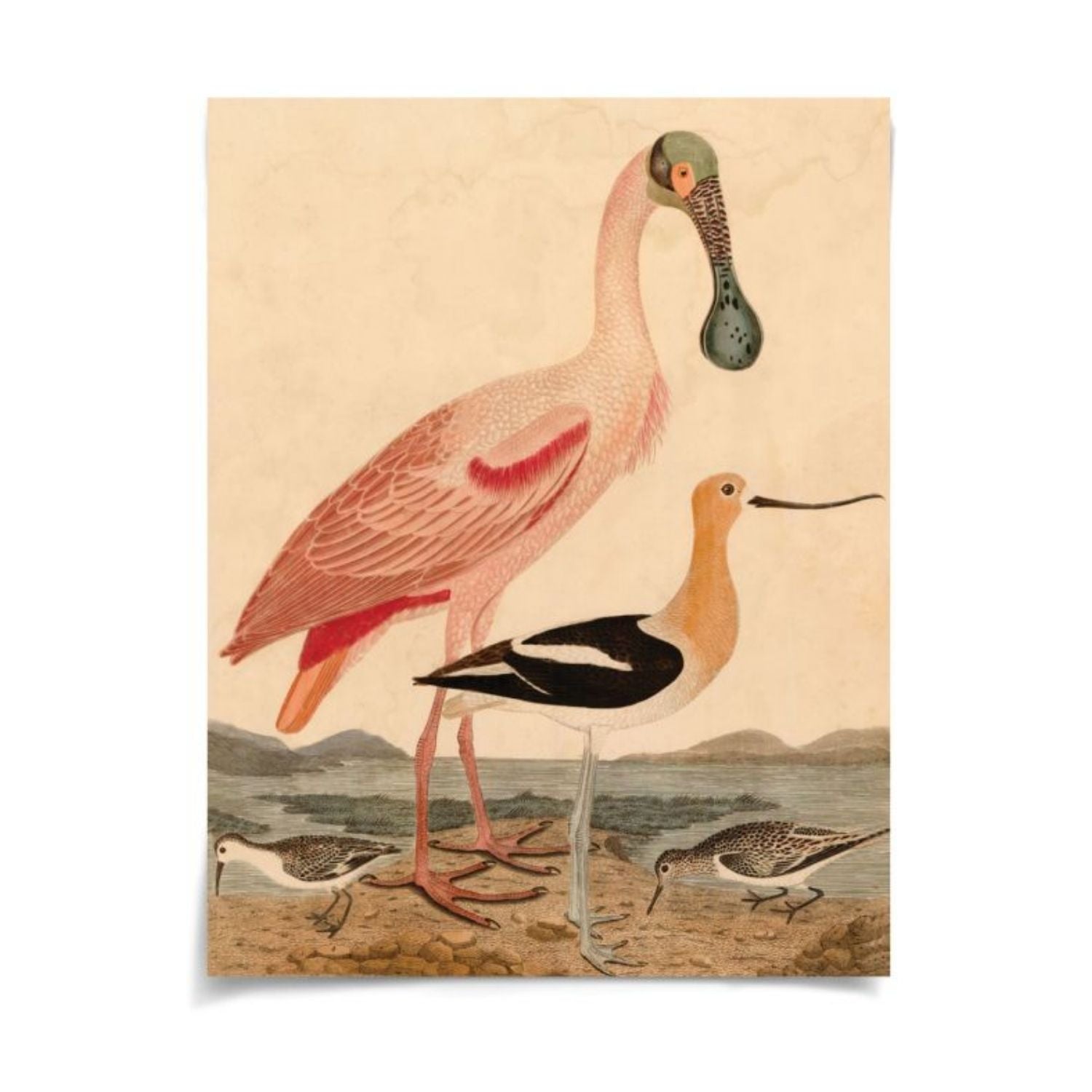 Warnicke Spoonbill