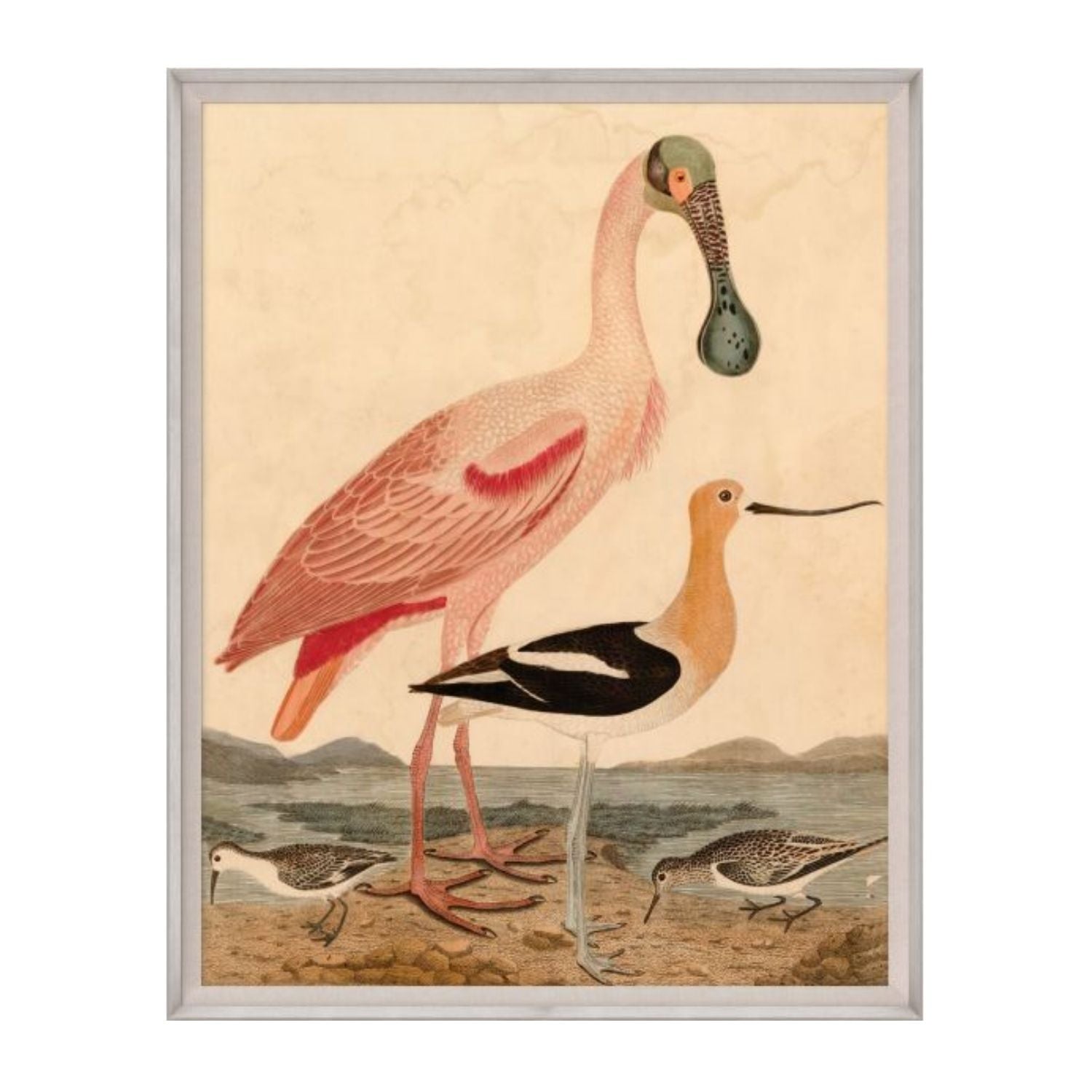 Warnicke Spoonbill