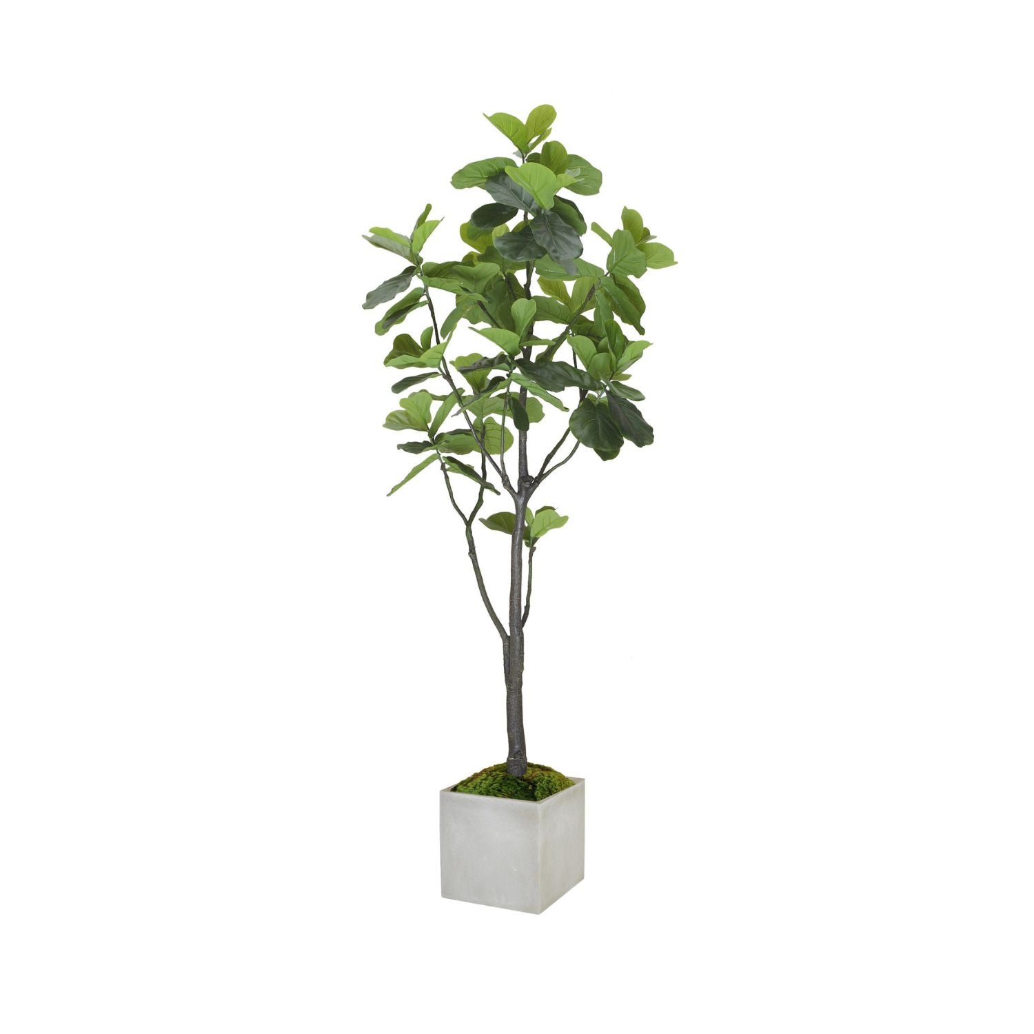 FIDDLE LEAF FIG TREE - LARGE (GREEN)