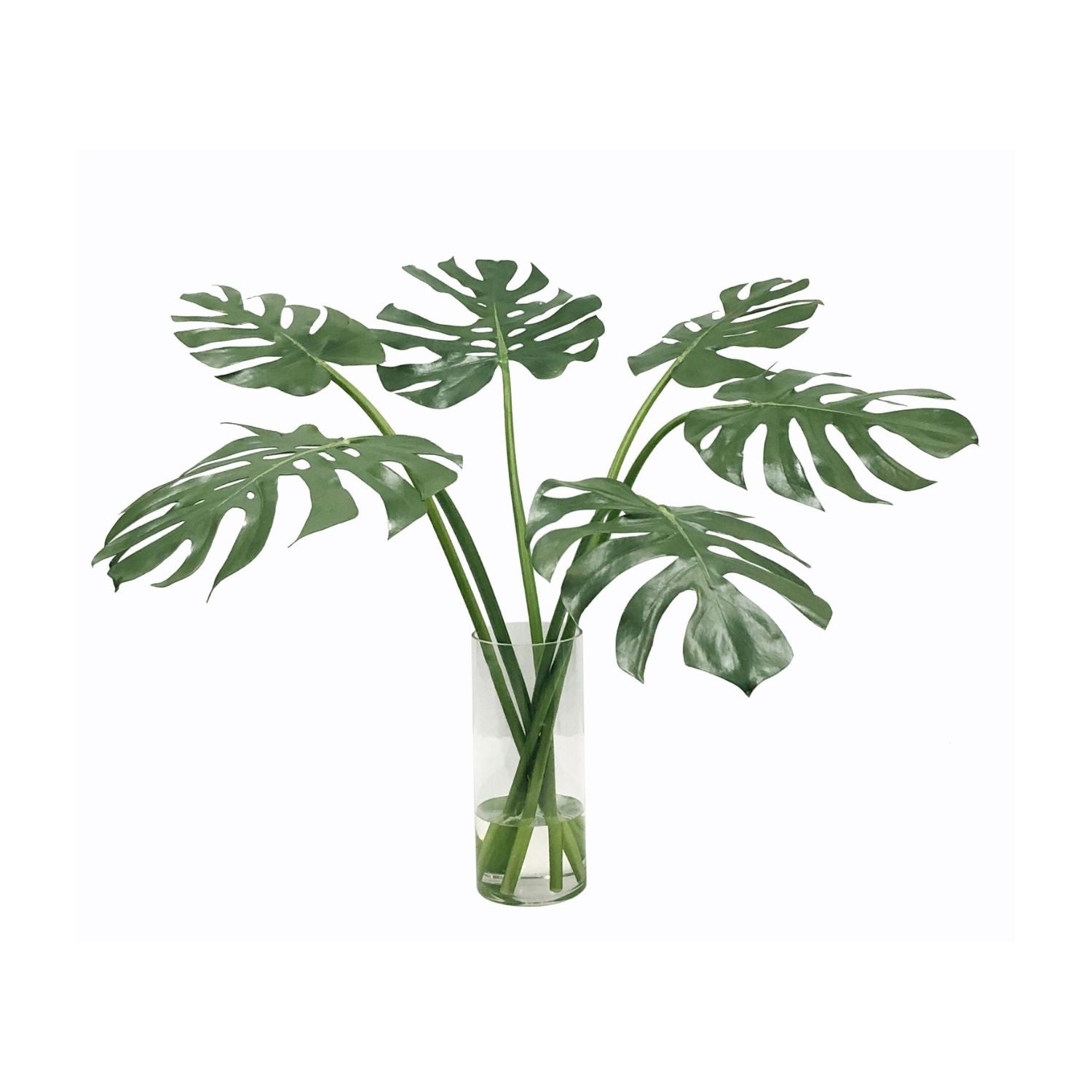 Multi Monstera in Vase