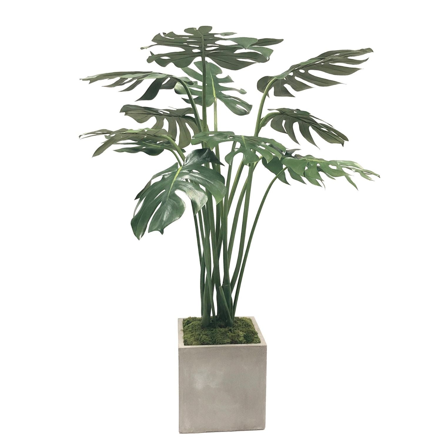 SPLIT PHILO IN SQ PLANTER 4' (GREEN TAUPE)