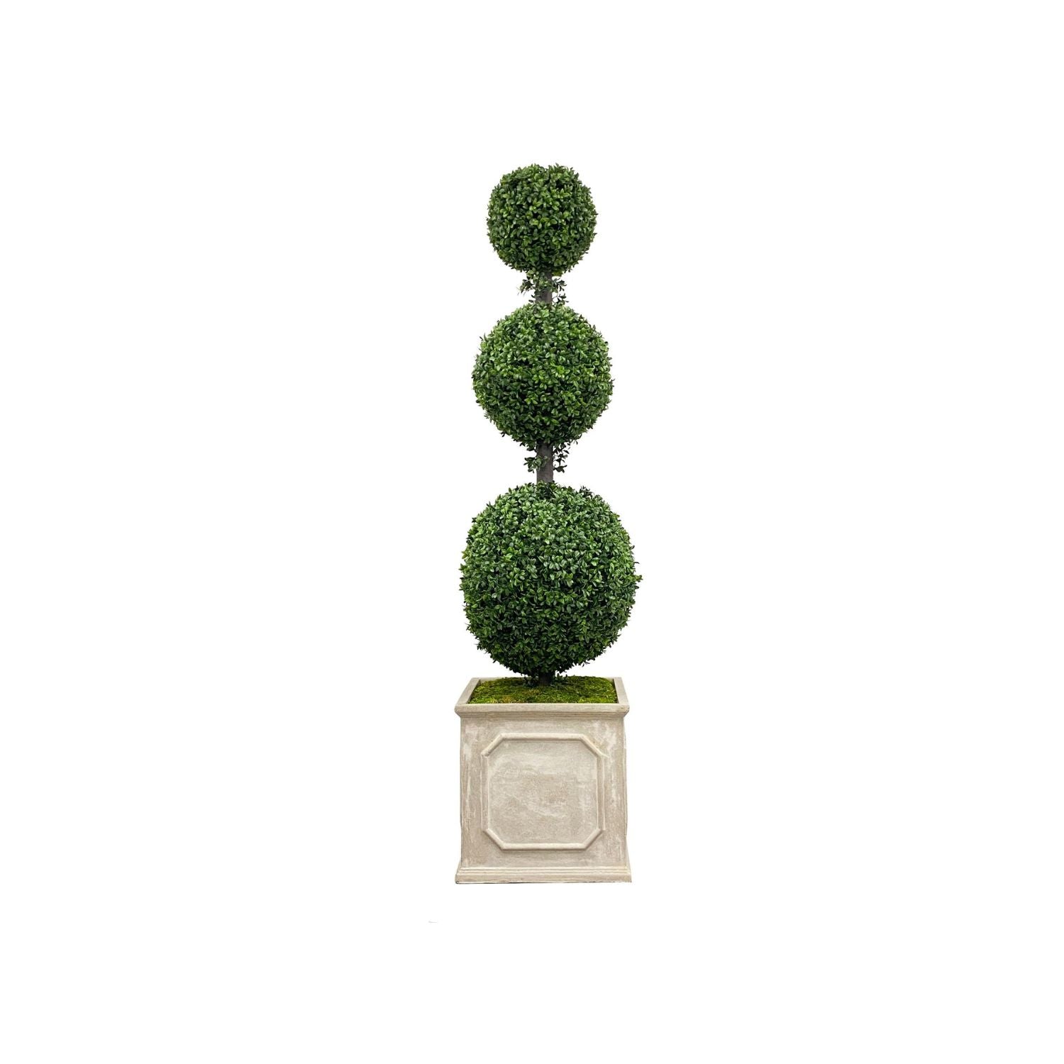 Boxwood in Square Planter