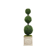 Boxwood in Square Planter
